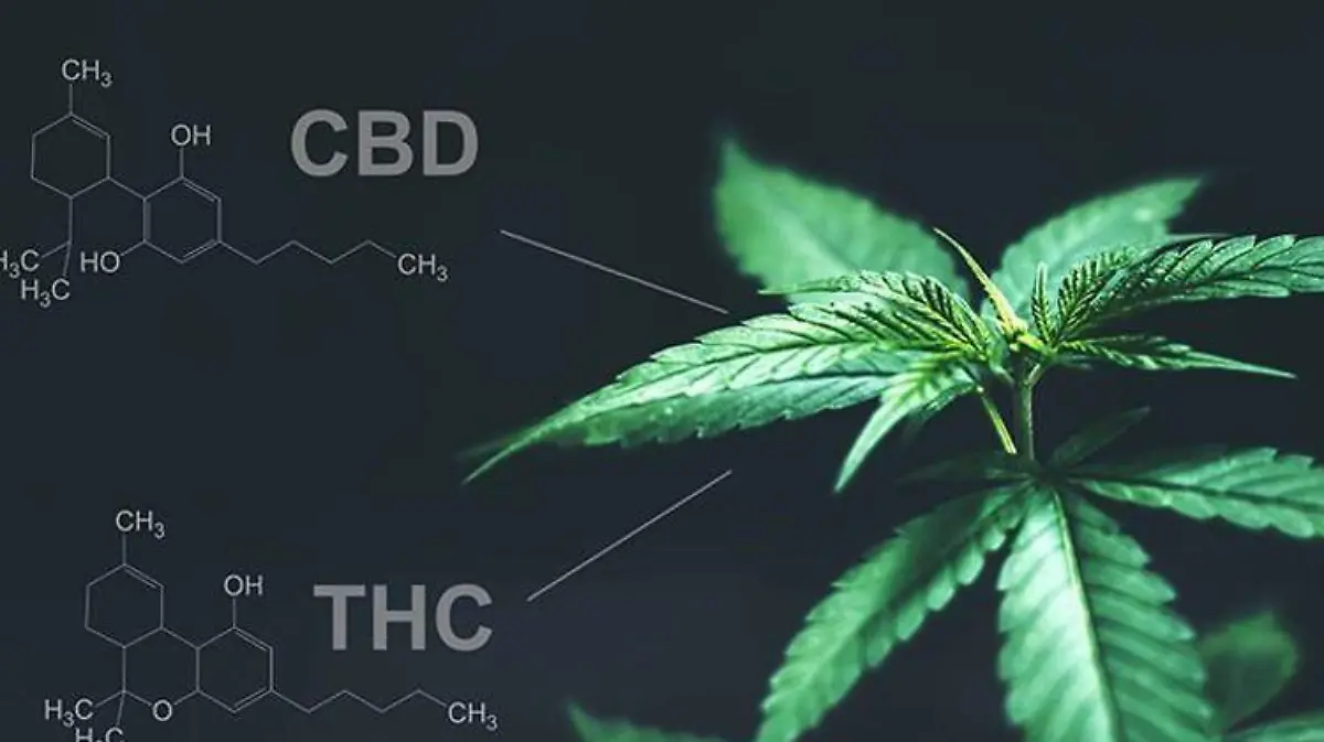 Regularización de la marihuana CBD y THC